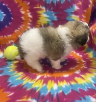 Peanut CKC, a male Shichon for sale in Bedford, IN – 7 of 8