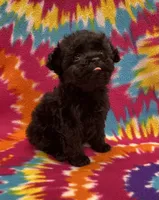Baxter CKC, a female Poodle - Toy  for sale in Bedford, IN – 2 of 5