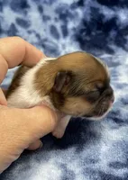 Otto CKC, a male Shih Tzu for sale in Bedford, IN – Photo 4 of 6