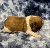 Otto CKC, a male Shih Tzu for sale in Bedford, IN – Photo 2 of 6