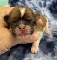 Otto CKC, a male Shih Tzu for sale in Bedford, IN – Photo 1 of 6