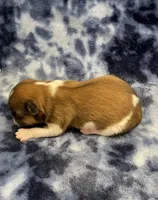 Otto CKC, a male Shih Tzu for sale in Bedford, IN – Photo 5 of 6