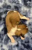 Otto CKC, a male Shih Tzu for sale in Bedford, IN – Photo 3 of 6