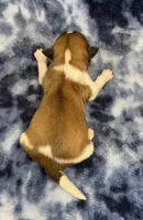 Otto CKC, a male Shih Tzu for sale in Bedford, IN – Photo 6 of 6