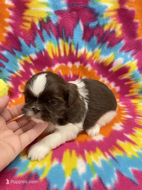 Alfie – Shih Tzu puppy for sale in Bedford, IN