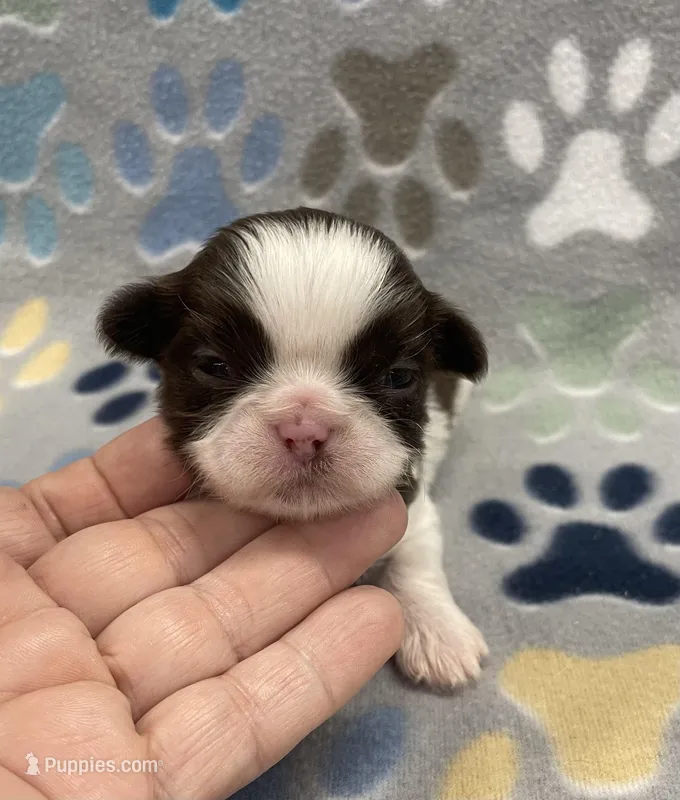 Bean CKC – Shih Tzu puppy for sale in Bedford, IN