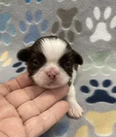 Bean CKC, a female Shih Tzu for sale in Bedford, IN – 1 of 5