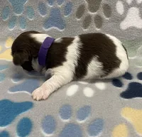 Bean CKC, a female Shih Tzu for sale in Bedford, IN – 4 of 5