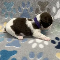 Bean CKC, a female Shih Tzu for sale in Bedford, IN – 2 of 5