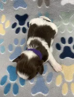 Bean CKC, a female Shih Tzu for sale in Bedford, IN – 5 of 5