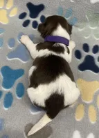 Bean CKC, a female Shih Tzu for sale in Bedford, IN – 3 of 5
