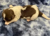 Elsa CKC, a female Shih Tzu for sale in Bedford, IN – Photo 4 of 6