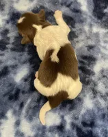 Elsa CKC, a female Shih Tzu for sale in Bedford, IN – Photo 5 of 6