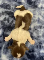 Elsa CKC, a female Shih Tzu for sale in Bedford, IN – Photo 6 of 6