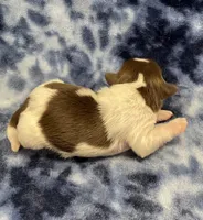 Elsa CKC, a female Shih Tzu for sale in Bedford, IN – Photo 3 of 6