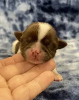 Elsa CKC, a female Shih Tzu for sale in Bedford, IN – Photo 1 of 6