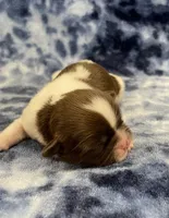 Elsa CKC, a female Shih Tzu for sale in Bedford, IN – Photo 2 of 6