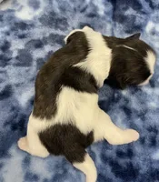 Foxy CKC, a female Shih Tzu for sale in Bedford, IN – Photo 7 of 7