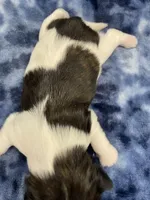 Foxy CKC, a female Shih Tzu for sale in Bedford, IN – Photo 6 of 7