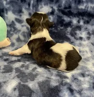 Foxy CKC, a female Shih Tzu for sale in Bedford, IN – Photo 4 of 7