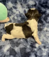 Foxy CKC, a female Shih Tzu for sale in Bedford, IN – Photo 5 of 7