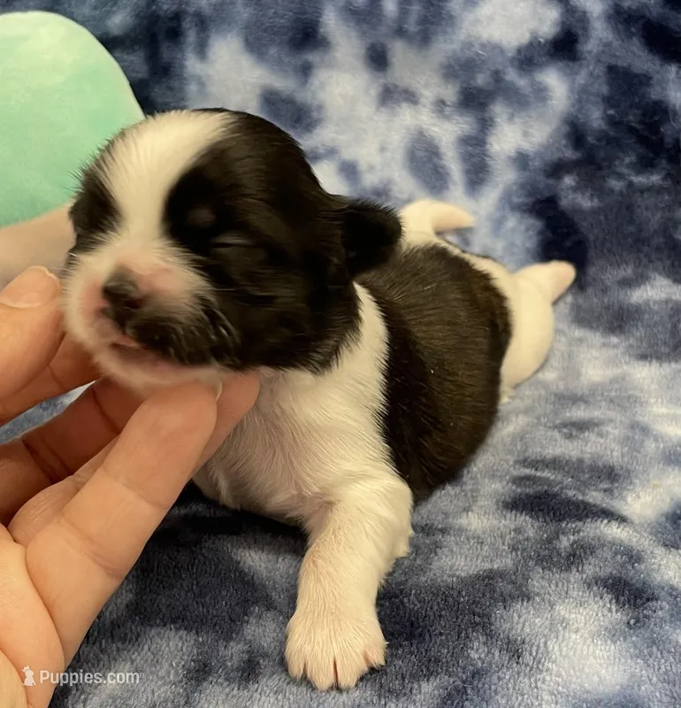 Foxy CKC – Shih Tzu puppy for sale in Bedford, IN