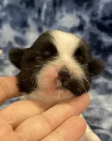 Foxy CKC, a female Shih Tzu for sale in Bedford, IN – Photo 2 of 7