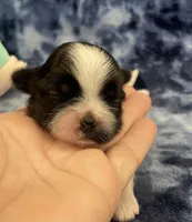 Foxy CKC, a female Shih Tzu for sale in Bedford, IN – Photo 3 of 7