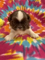 Alfie, a male Shih Tzu for sale in Bedford, IN – 2 of 5