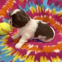 Elsa CKC, a female Shih Tzu for sale in Bedford, IN – 5 of 7