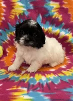 Arlo CKC, a male Shichon for sale in Bedford, IN – 2 of 6