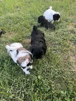Chicco, a male Bichon Frise and Shih Tzu for sale in Parkersburg, WV – 7 of 7
