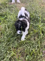 Cleo, a female Bichon Frise and Shih Tzu for sale in Parkersburg, WV – 6 of 9