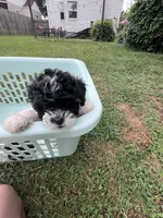 Cleo, a female Bichon Frise and Shih Tzu for sale in Parkersburg, WV – 7 of 9