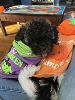 Chocco, a male Bichon Frise and Shih Tzu for sale in Parkersburg, WV – 3 of 10
