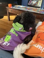 Chocco, a male Bichon Frise and Shih Tzu for sale in Parkersburg, WV – 8 of 10