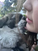 Chicco, a male Bichon Frise and Shih Tzu for sale in Parkersburg, WV – 2 of 7
