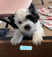 Oreo, a male Bichon Frise and Shih Tzu for sale in Parkersburg, WV – 5 of 10