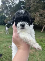 Cleo, a female Bichon Frise and Shih Tzu for sale in Parkersburg, WV – 2 of 9