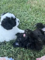 Disco, a male Bichon Frise and Shih Tzu for sale in Parkersburg, WV – 7 of 7