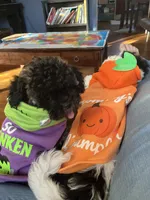 Chocco, a male Bichon Frise and Shih Tzu for sale in Parkersburg, WV – 4 of 10