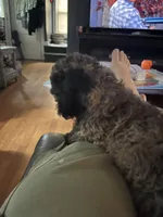 Chocco, a male Bichon Frise and Shih Tzu for sale in Parkersburg, WV – 7 of 10
