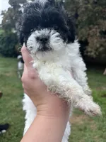 Cleo, a female Bichon Frise and Shih Tzu for sale in Parkersburg, WV – 3 of 9