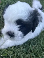 Oreo, a male Bichon Frise and Shih Tzu for sale in Parkersburg, WV – 3 of 10