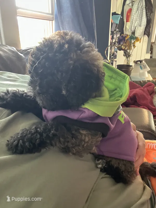 Chocco – Bichon Frise, Shih Tzu puppy for sale in Parkersburg, WV