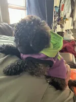 Chocco, a male Bichon Frise and Shih Tzu for sale in Parkersburg, WV – 1 of 10