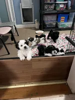 Oreo, a male Bichon Frise and Shih Tzu for sale in Parkersburg, WV – 4 of 10