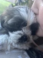 Chicco, a male Bichon Frise and Shih Tzu for sale in Parkersburg, WV – 5 of 7