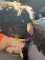 Chocco, a male Bichon Frise and Shih Tzu for sale in Parkersburg, WV – 2 of 10