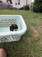 Cleo, a female Bichon Frise and Shih Tzu for sale in Parkersburg, WV – 5 of 9